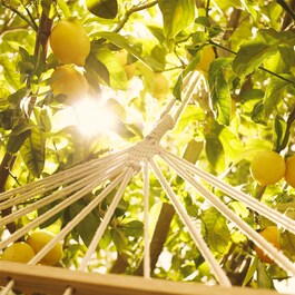 REPLICA Under the Lemon Trees - Eau de Toilette Format Voyage