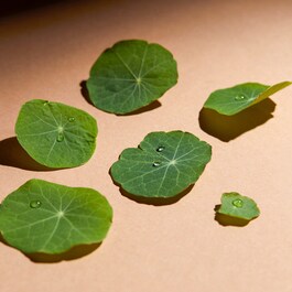CC Eye à la Centella Asiatica - Soin illuminateur contour des yeux