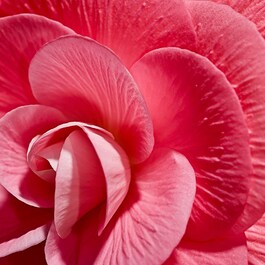 ROSE - Esprit Parfumé