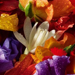 Aqua Allegoria Forte Florabloom - Coffret Eau de Parfum