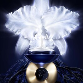 Orchidée Impériale - La Crème Légère