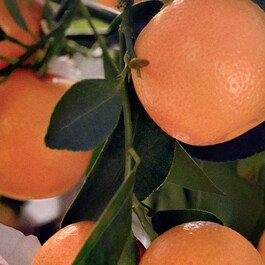Chloé Rose Tangerine - Eau de Toilette