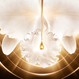 Orchidée Impériale - Gold Nobile La Crème