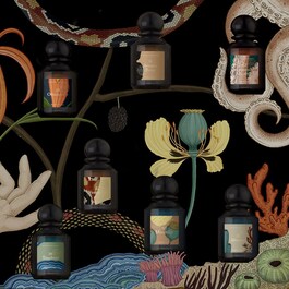 Arcana Rosa - Eau De Parfum