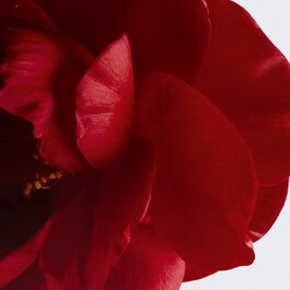 N°1 DE CHANEL - Poudre De Mousse Nettoyante