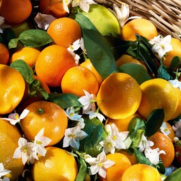 Aqua Allegoria Harvest - Mandarine Basilic - Eau De Toilette