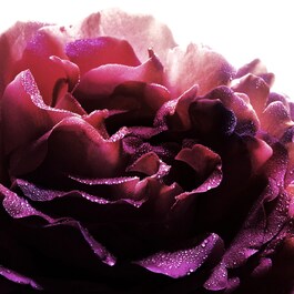 La Petite Robe Noire - Eau De Parfum