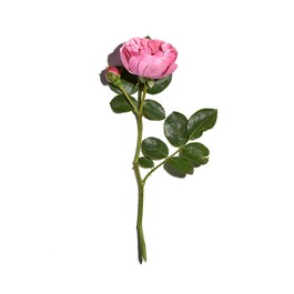 Rosa fresca - Crème hydratante certifiée bio pour les peaux normales à sèches
