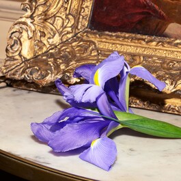 The Alchemist's Garden Tears of Iris -  Eau de Parfum