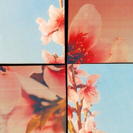 Sakura Cherry Blossom - Eau de Cologne