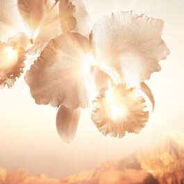 Orchidée Impériale - Gold Nobile La Crème