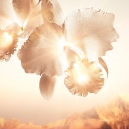 Orchidée Impériale Gold Nobile - Le Soin Concentré Regard - La Recharge