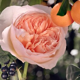 Chloé Rose Tangerine - Eau de Toilette