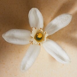 Atelier des Fleurs Néroli - Eau de Parfum 