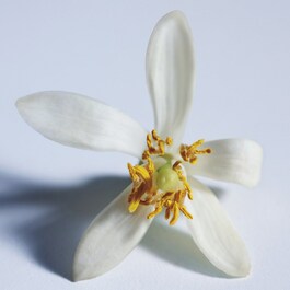 Atelier des Fleurs Nuit d'oranger  - Eau de Parfum