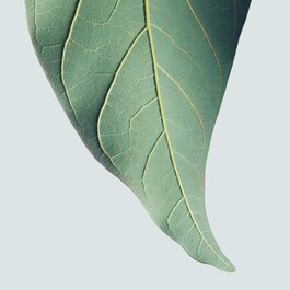 Botanical Repair Masque - Masque réparateur riche Format Voyage