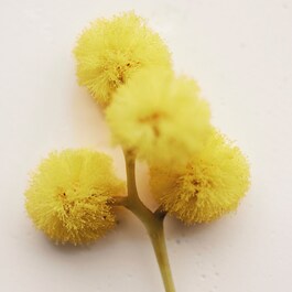 Atelier des Fleurs Herba Mimosa - Eau de Parfum