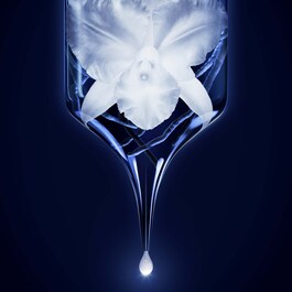 Orchidée Impériale - La Mousse en Crème