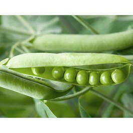 Masque au Soja Fermenté Bio-Cellulose - Hydratant Acide Hyaluronique
