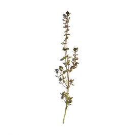 Reines - Crème anti âge éclat à la gelée royale certifiée bio