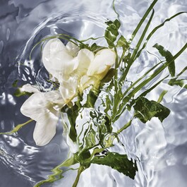 Aqua Allegoria - Herba Fresca - Eau De Toilette