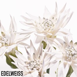 Diorsnow Essence of Light Serum - Sérum lacté éclaircissant