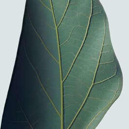 Botanical Repair™ - Masque Réparation Intense Cheveux Fins