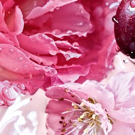 La Petite Robe Noire  - Rose Cherry - Eau De Parfum