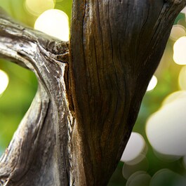 Man Wood Essence - Eau de parfum
