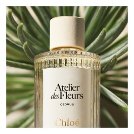 Atelier des Fleurs Cedrus - Eau de Parfum