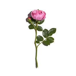 Sublimes Baies Roses - Crème teintée certifiée bio hydratante illuminatrice