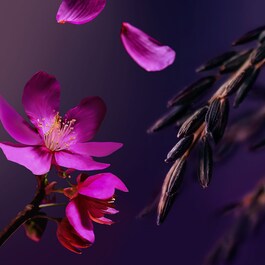 The Ritual of Yozakura - Crème Riche pour le Corps