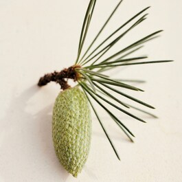 Atelier des Fleurs Cedrus - Eau de Parfum