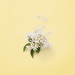 Gucci Mémoire d'une Odeur - Eau de Parfum Mixte Minérale Aromatique
