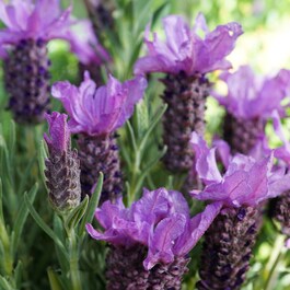 Phytofill™ -  Booster Fermeté 