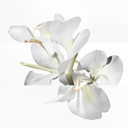 Un Jardin après la Mousson - Eau de Toilette