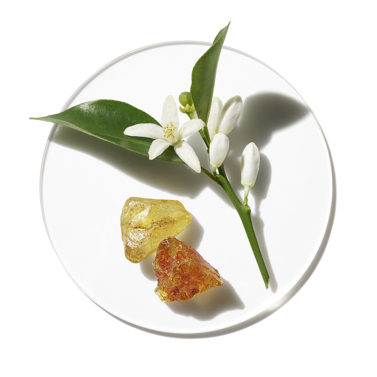 Aromatics in White Eau de Parfum de CLINIQUE SEPHORA