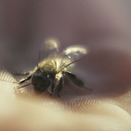 Abeille Royale - Huile Démaquillante Anti-Pollution