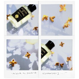Signatures of the Sun Osmanthus - Eau de Parfum Florale Fruitée