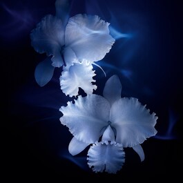 Orchidée Impériale - La Lotion-Essence