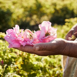 Aqua Allegoria Harvest - Rosa Rossa - Eau De Toilette
