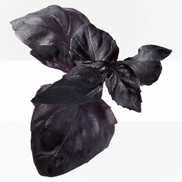 Eau de Basilic Pourpre - Eau de Cologne