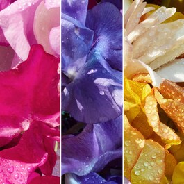 Aqua Allegoria - Florabloom Forte - Eau de Parfum