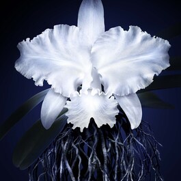 Orchidée Impériale - La Crème Légère