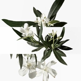 Un Jardin en Méditérranée - Eau de Toilette