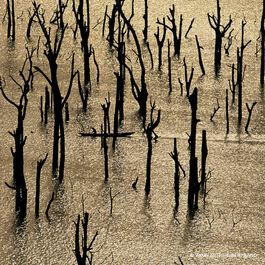 Aqua Allegoria Forte - Nerolia Vetiver - Eau De Parfum