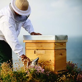 Abeille Royale - Huile-en-Baume Jeunesse Réparation Intense