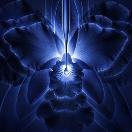 Orchidée Impériale - La Crème Riche - La Recharge