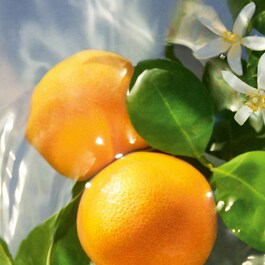 Aqua Allegoria Mandarine Basilic - Eau de Toilette