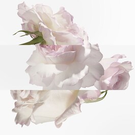 Eau de Pamplemousse Rose - Eau de Cologne
